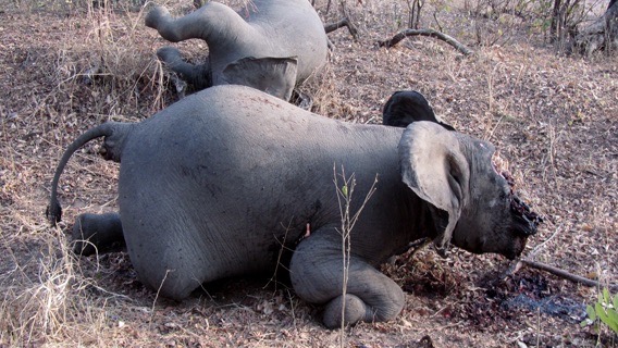 Stop the poaching pandemic